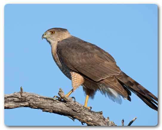  Punjab State bird, Baaz, Accipiter gentilis